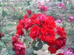 Imrankhan flowers20
